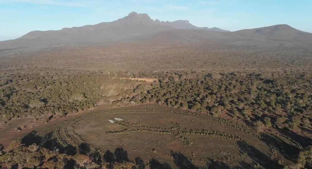 Nowanup Rangers planting efforts of the Karda (goanna) on the Yarrabee property as it grew. 
