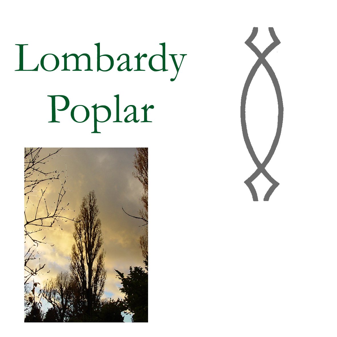 Tree Flower - Lombardy Poplar