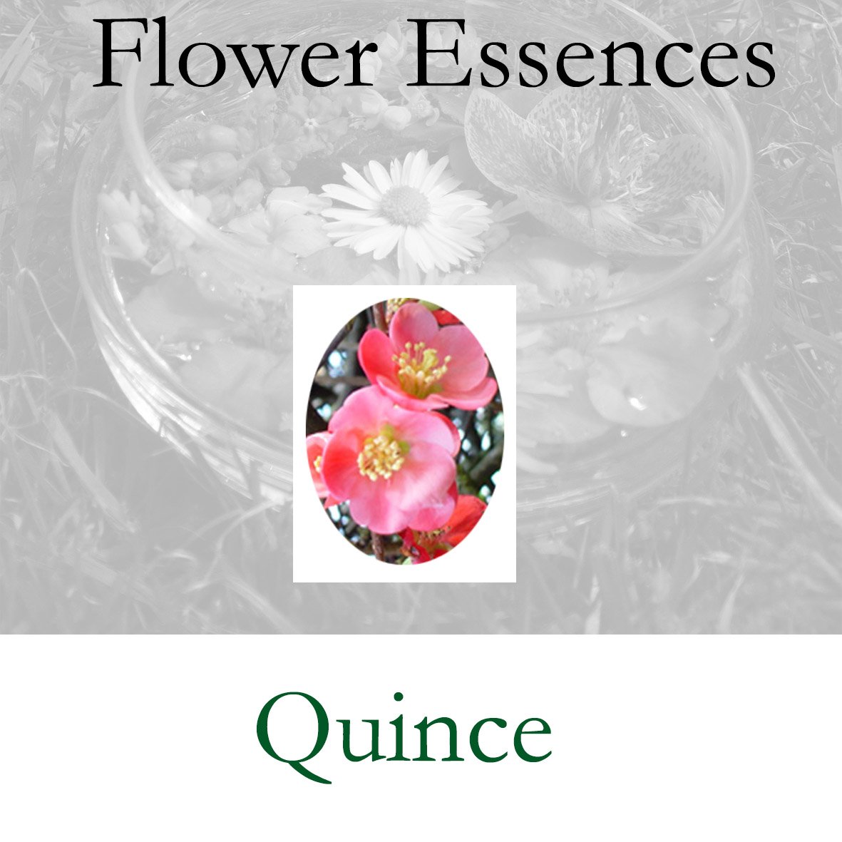 quince.jpg