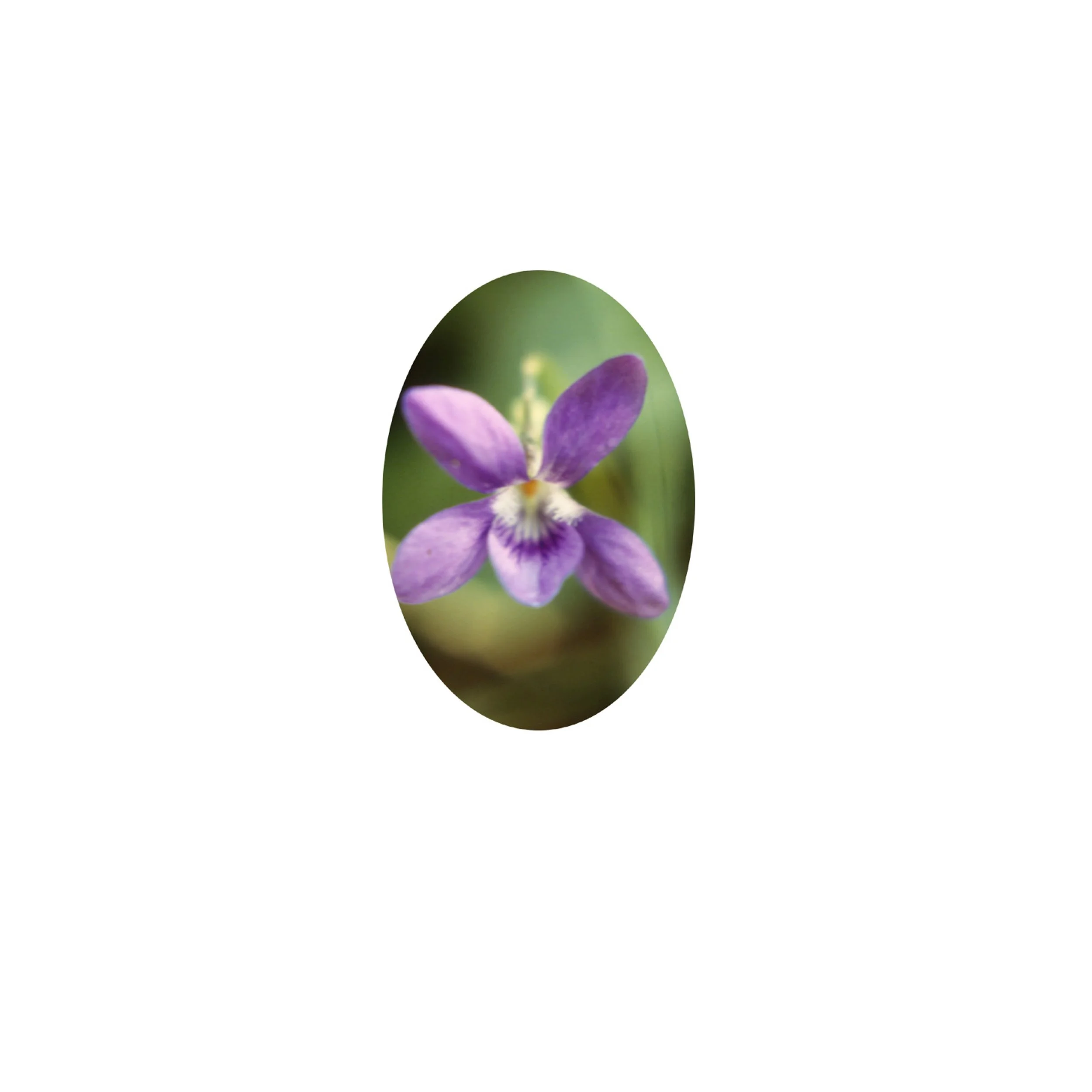 Flower Essence- Wild Violet