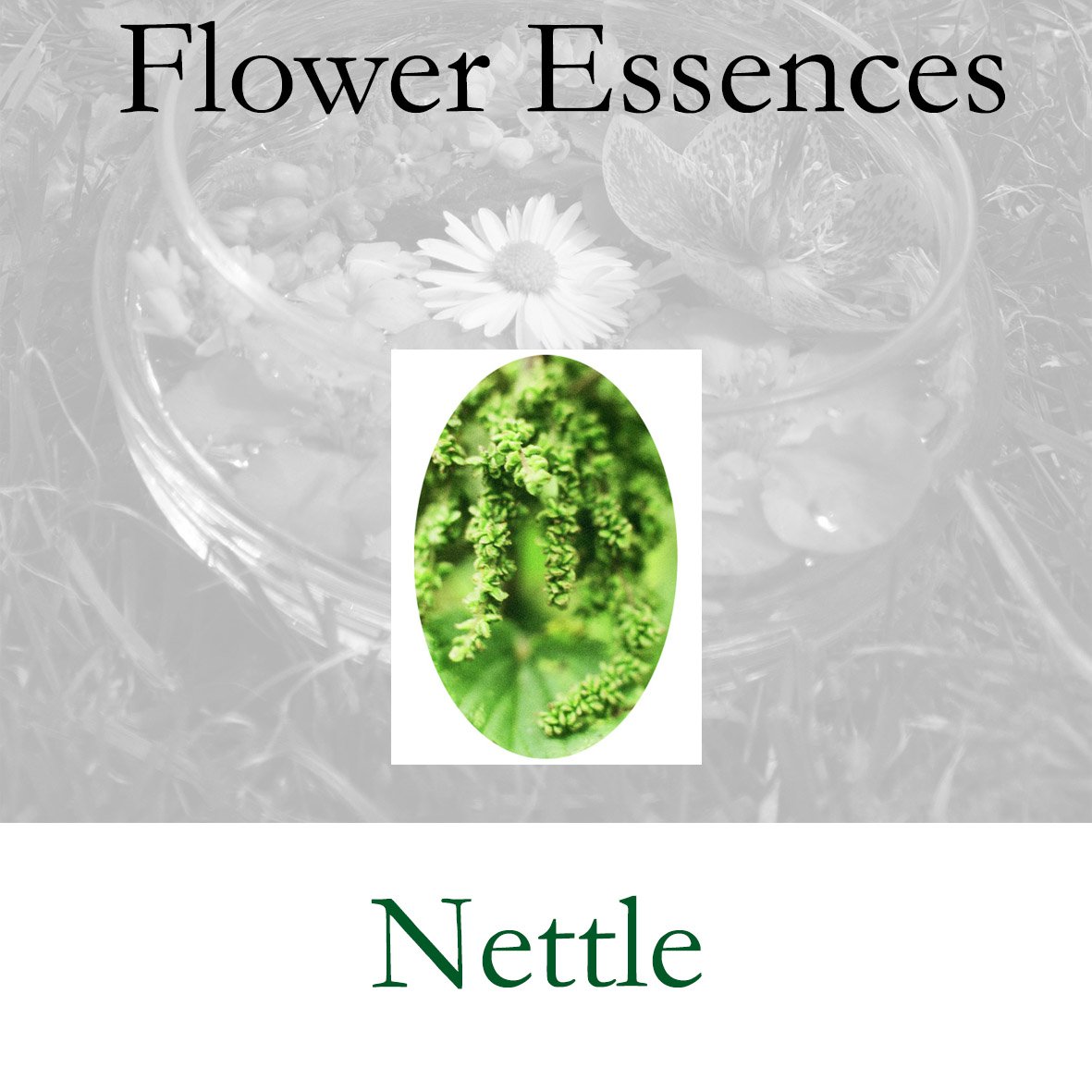Flower Essence- Nettle