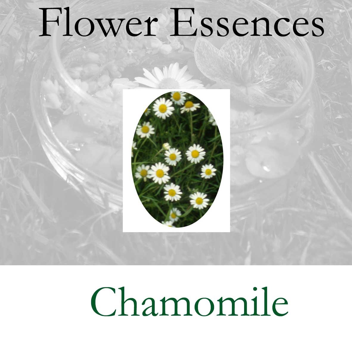 Flower Essence- Chamomile