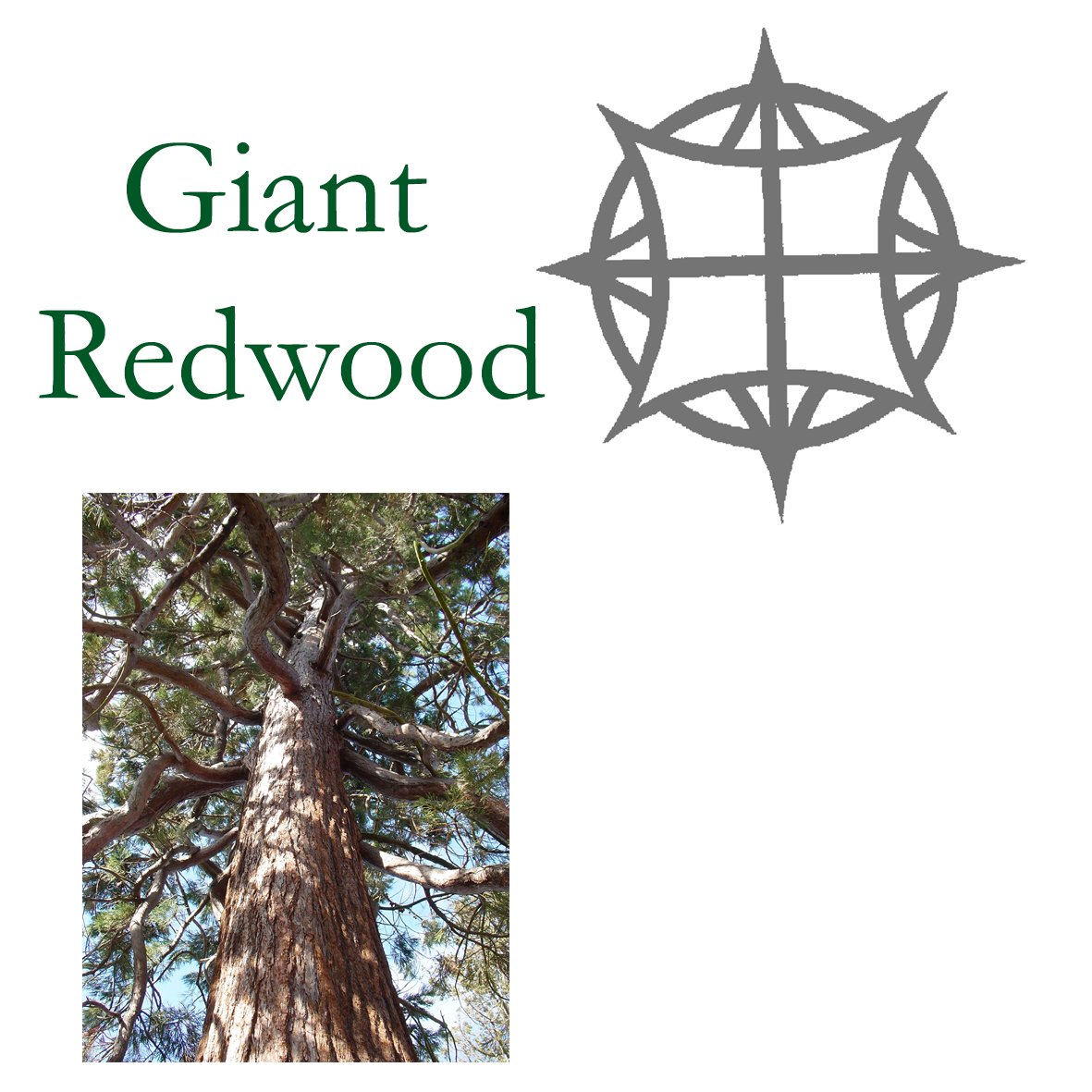Tree Flower - Giant Redwood