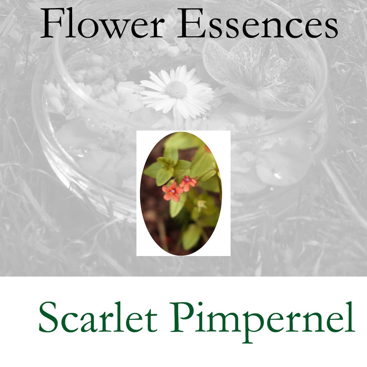 Flower Essence- Scarlet Pimpernel