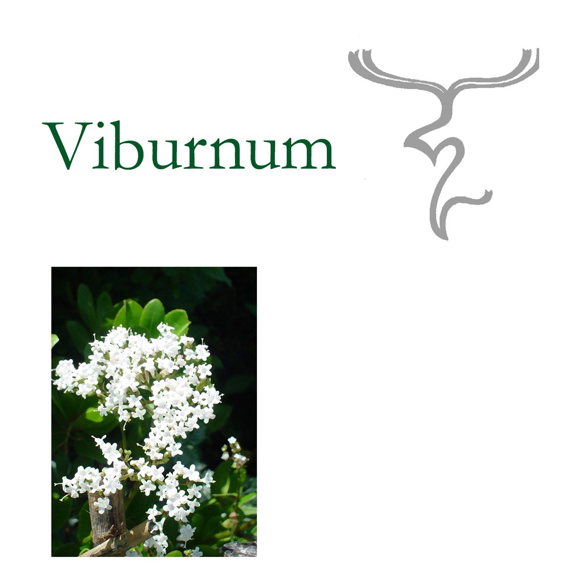 Tree Flower - Viburnum