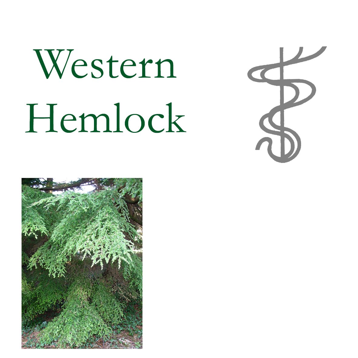 Tree Flower - Western Hemlock