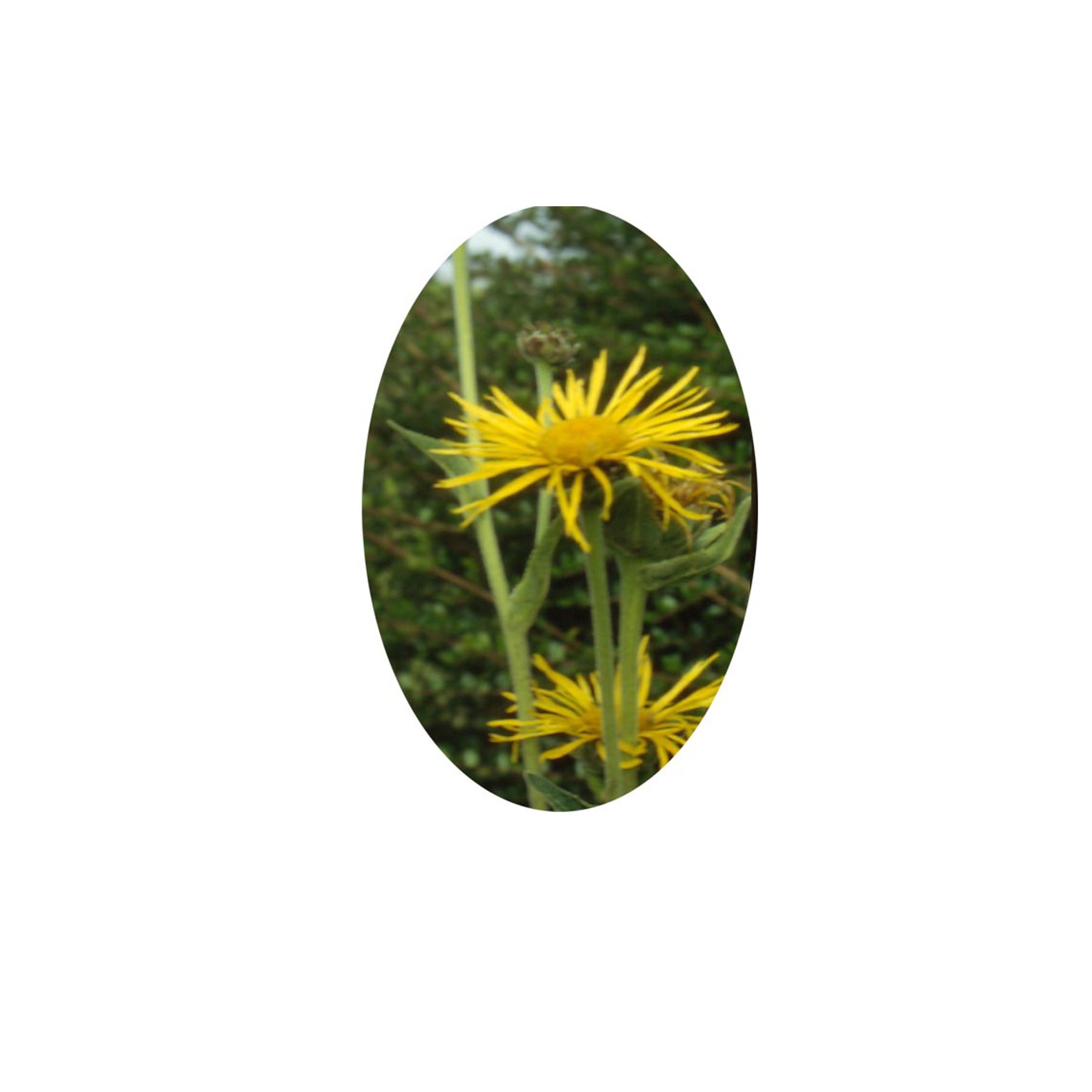 Flower Essence- Elecampane