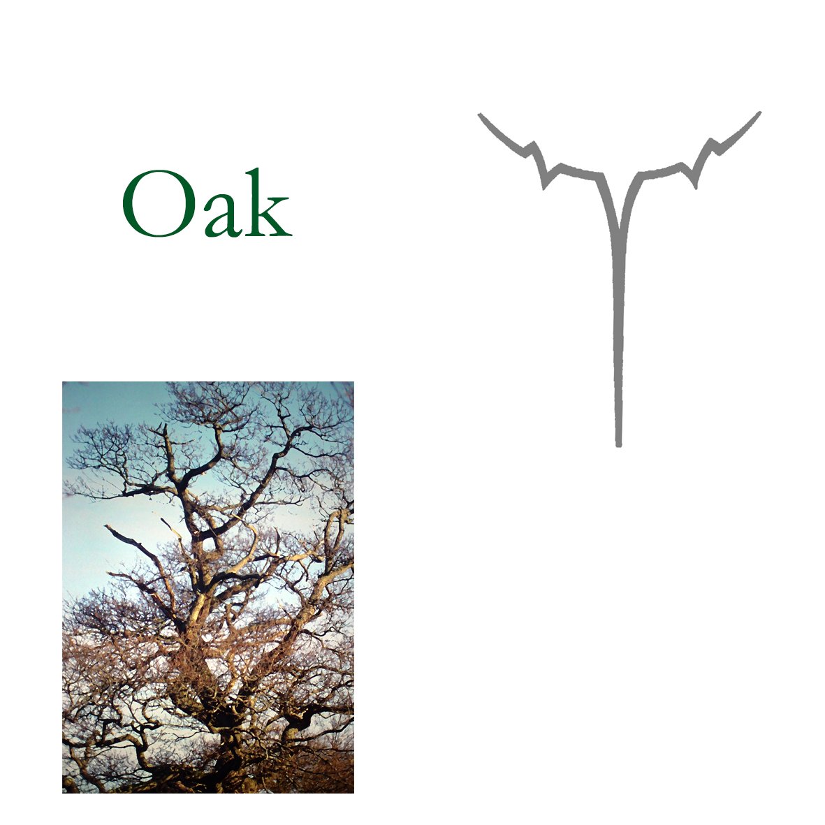 Tree Flower - Oak