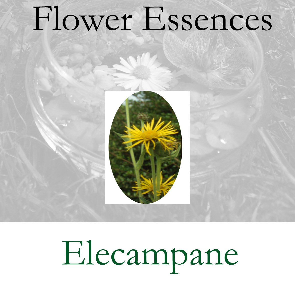 Flower Essence- Elecampane