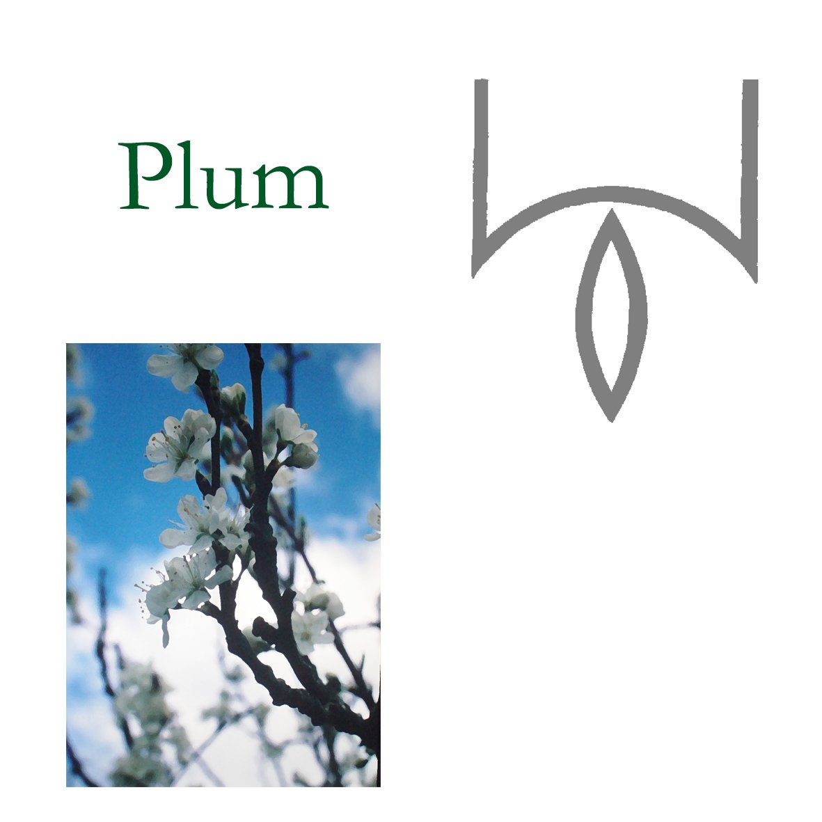 Tree Flower - Plum