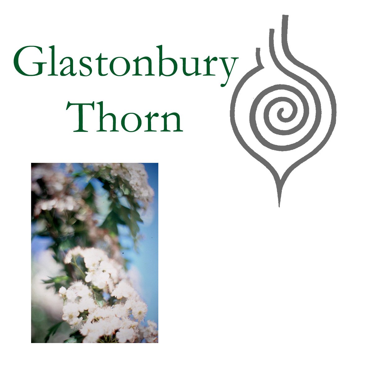 Tree Flower - Glastonbury Thorn