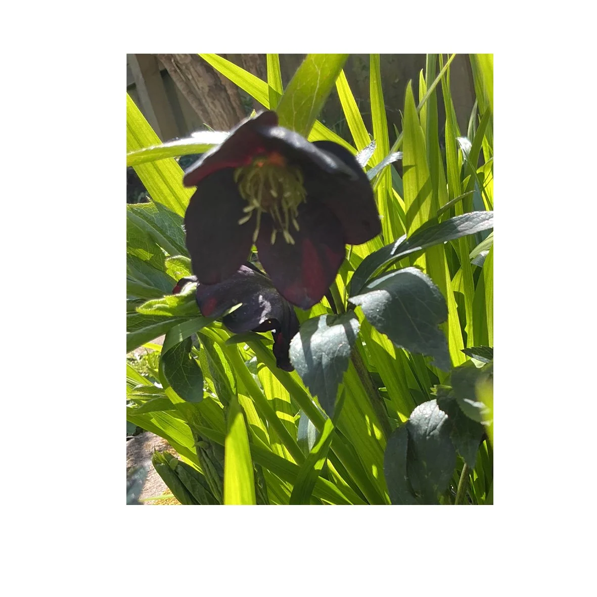 Flower Essence- Black Hellebore
