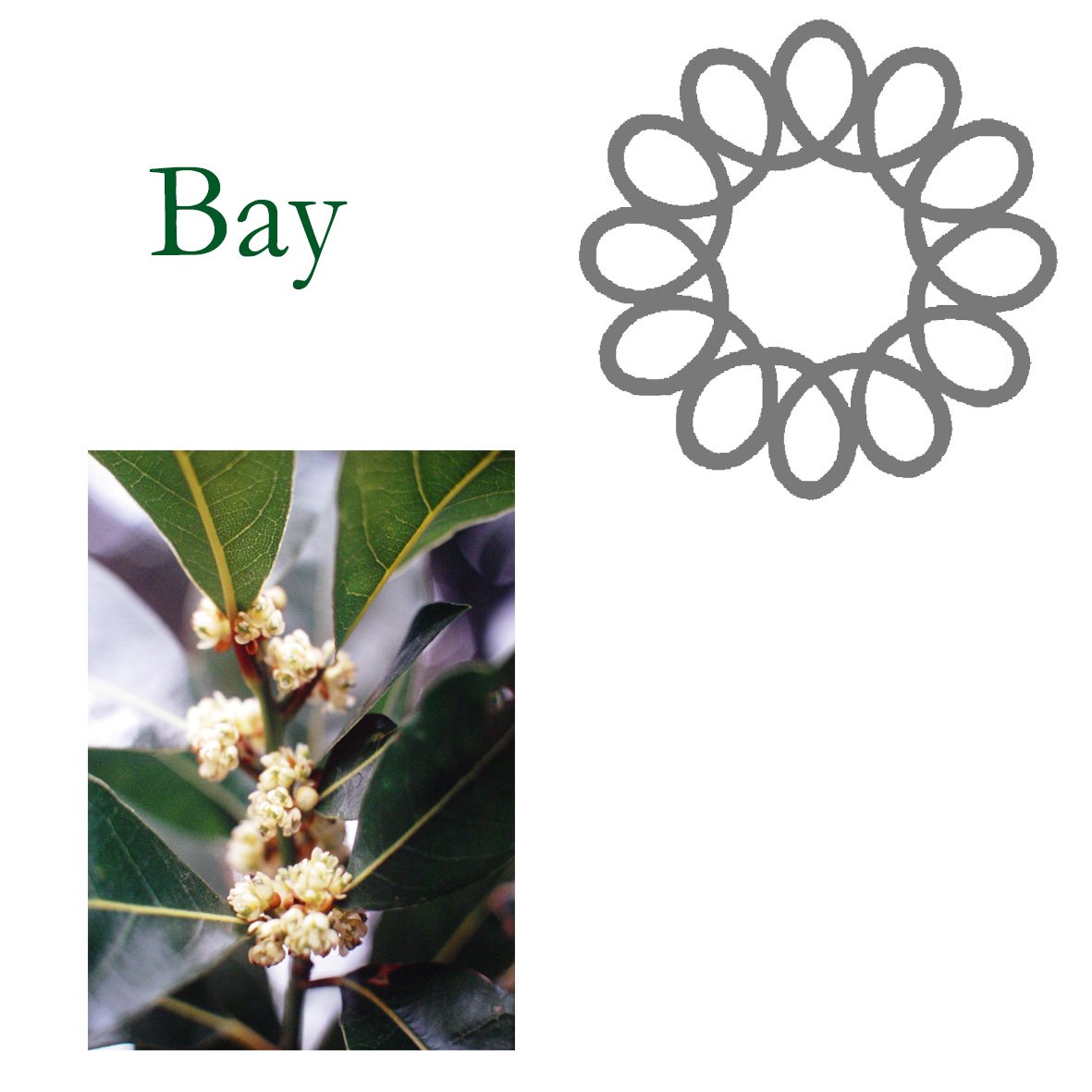 Tree Flower - Bay
