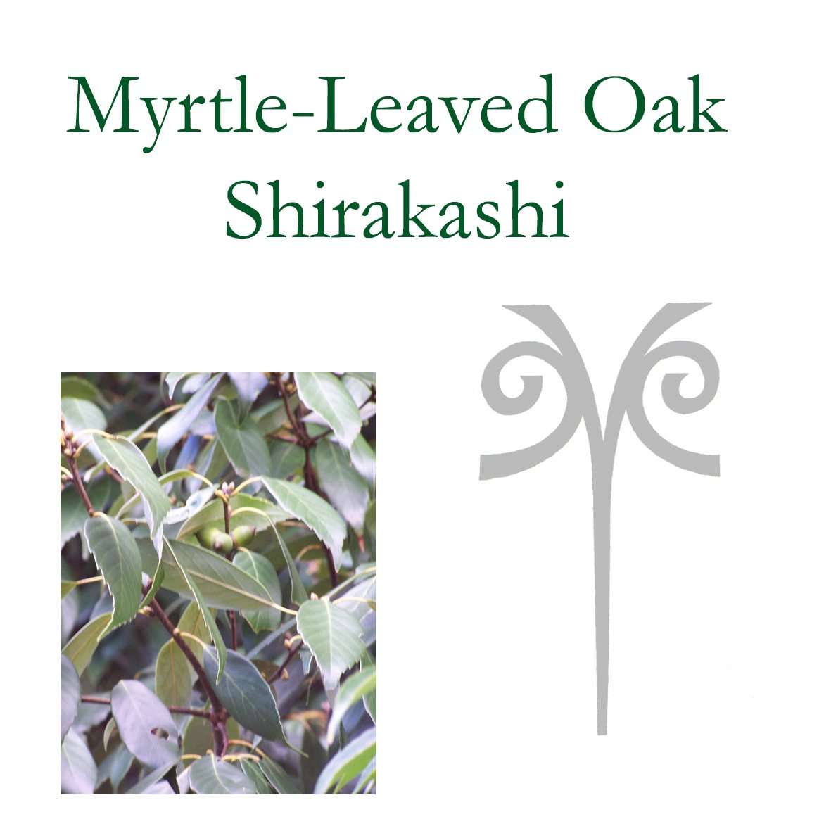 MyrtleOak.jpg