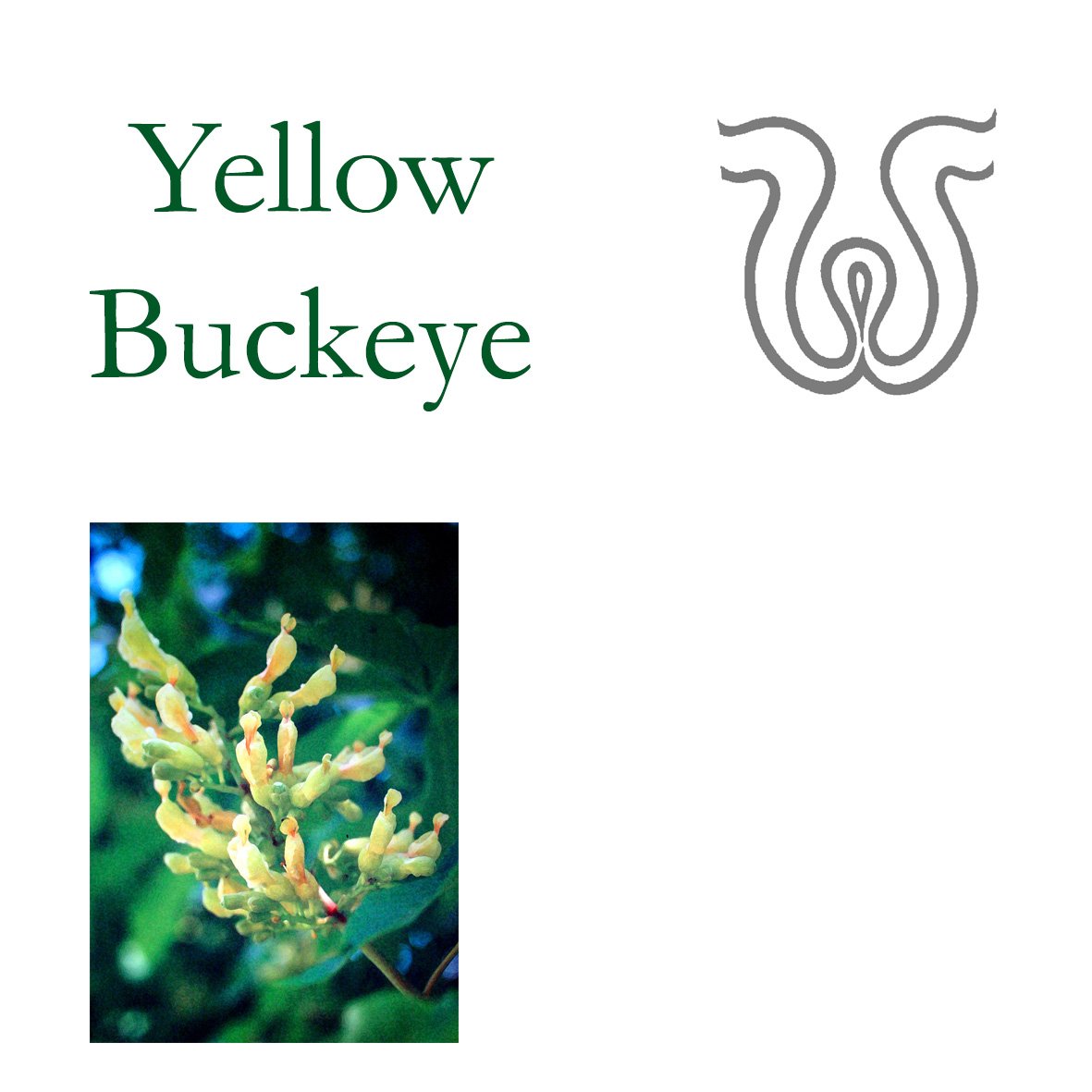Tree Flower - Yellow Buckeye