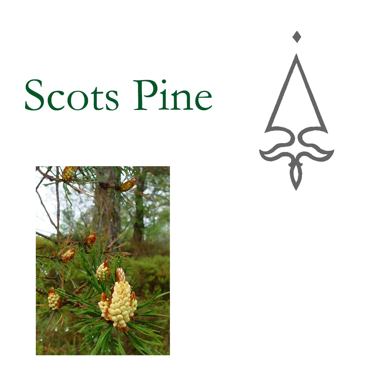 Tree Flower - Scots Pine