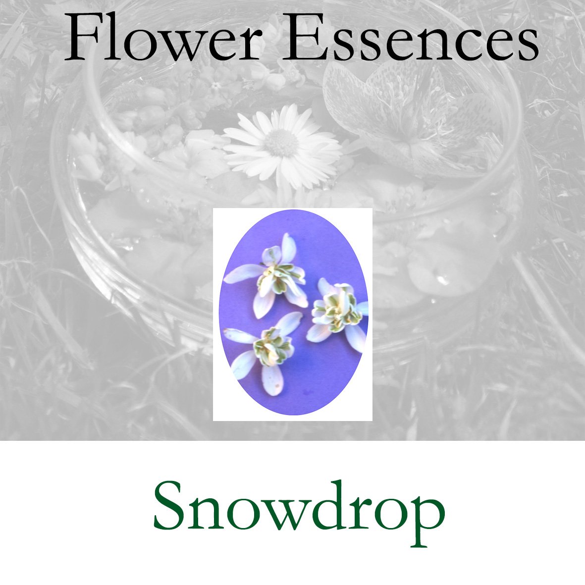 Flower Essence- Snowdrop