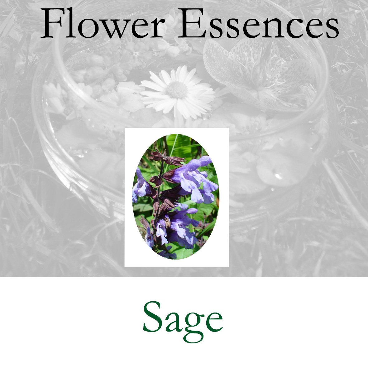 Flower Essence- Sage