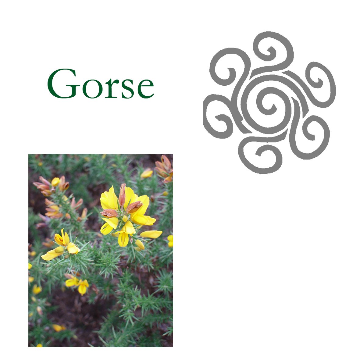 Tree Flower - Gorse