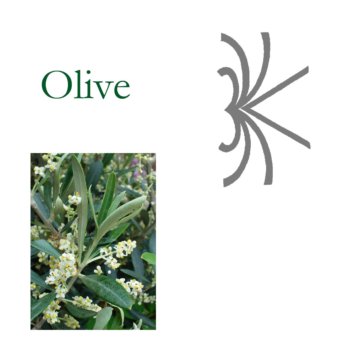Tree Flower - Olive