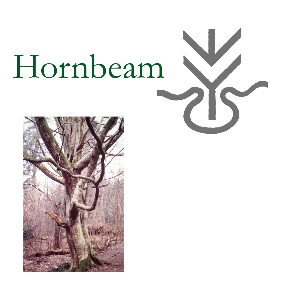 Tree Flower - Hornbeam