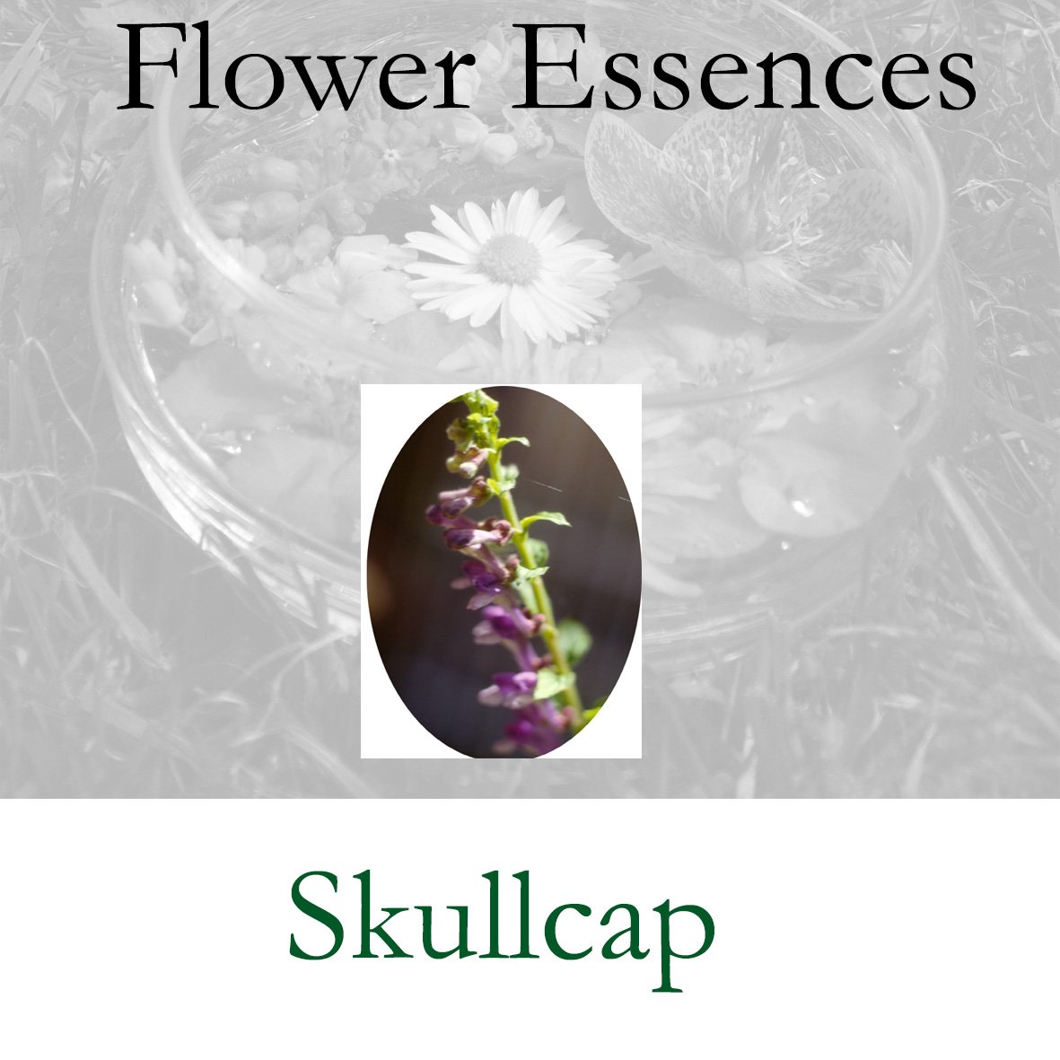 Flower Essence- Skullcap