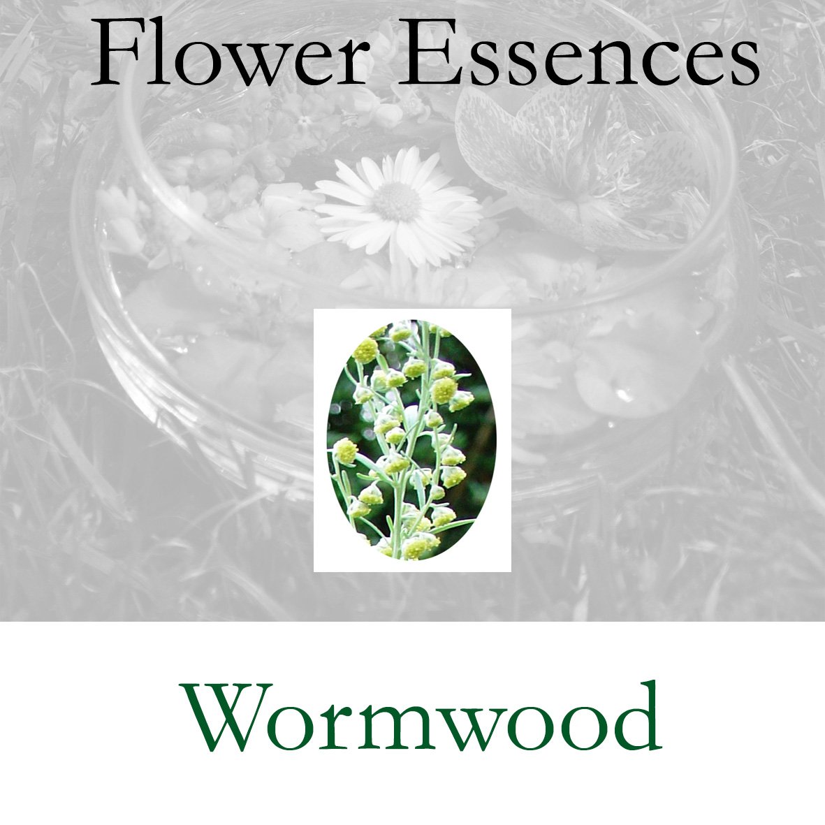 Flower Essence- Wormwood