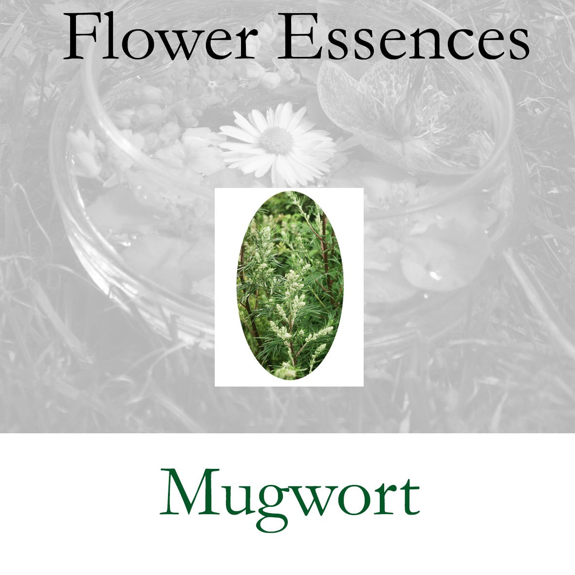 Flower Essence- Mugwort