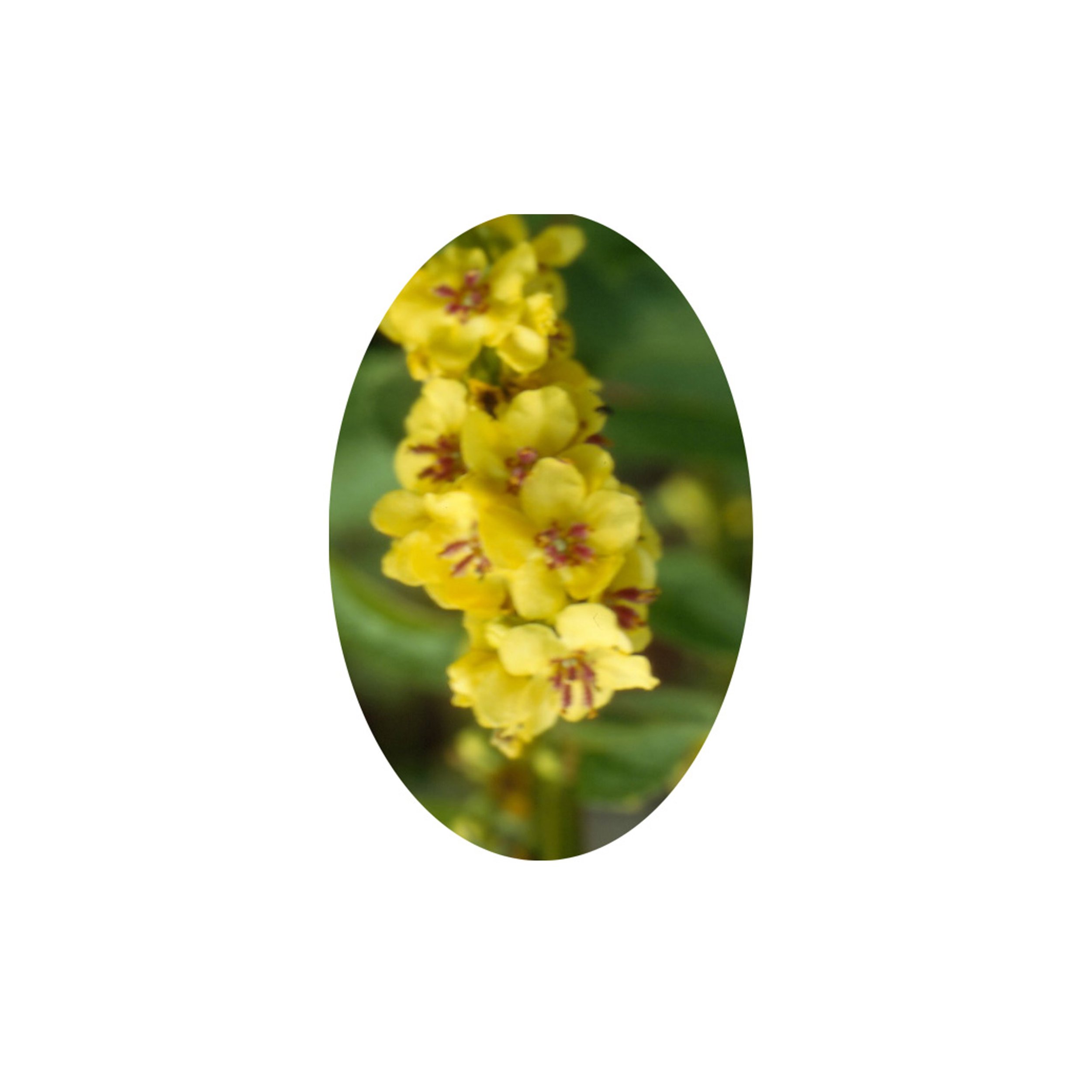 Flower Essence- Dark Mullein