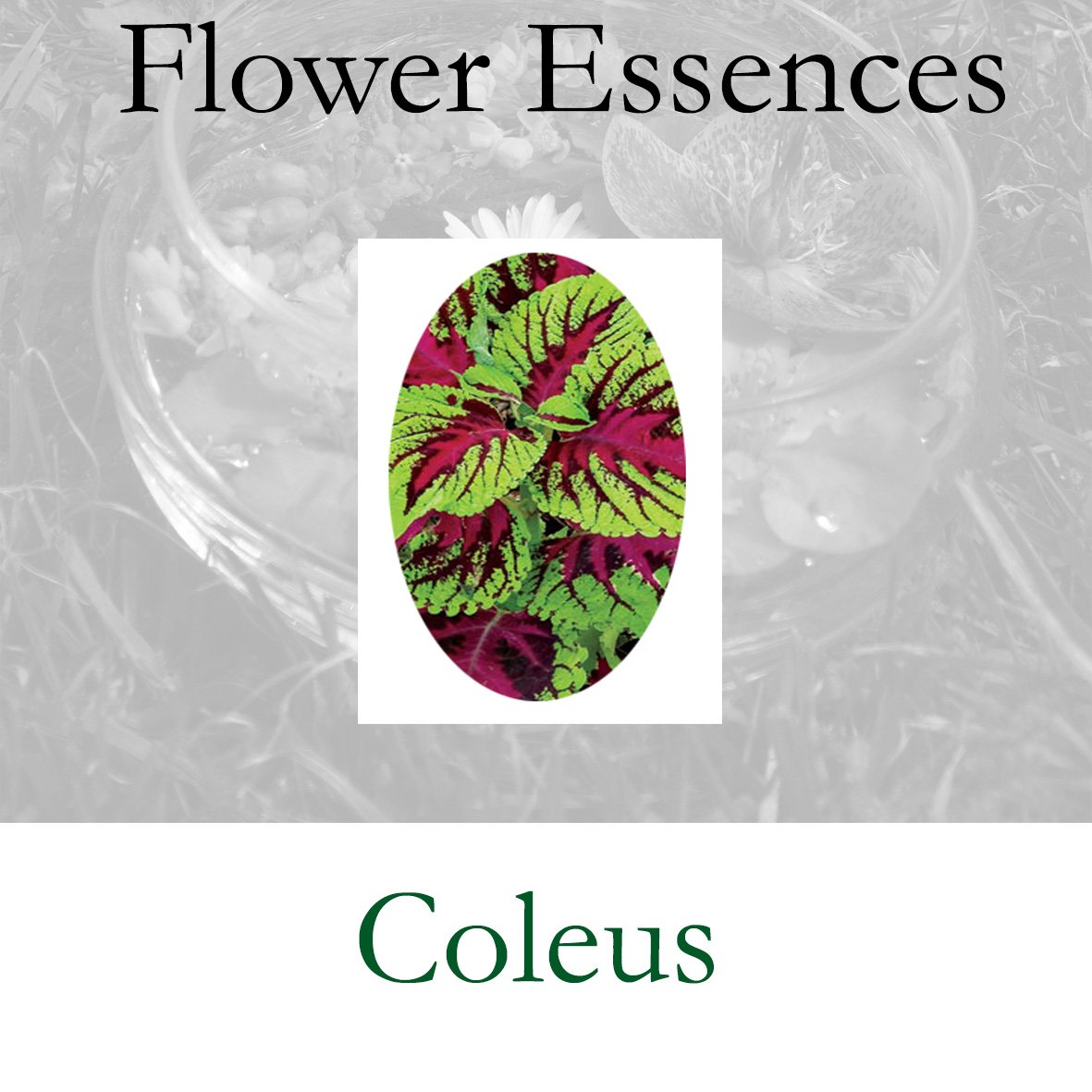 Flower Essence- Coleus