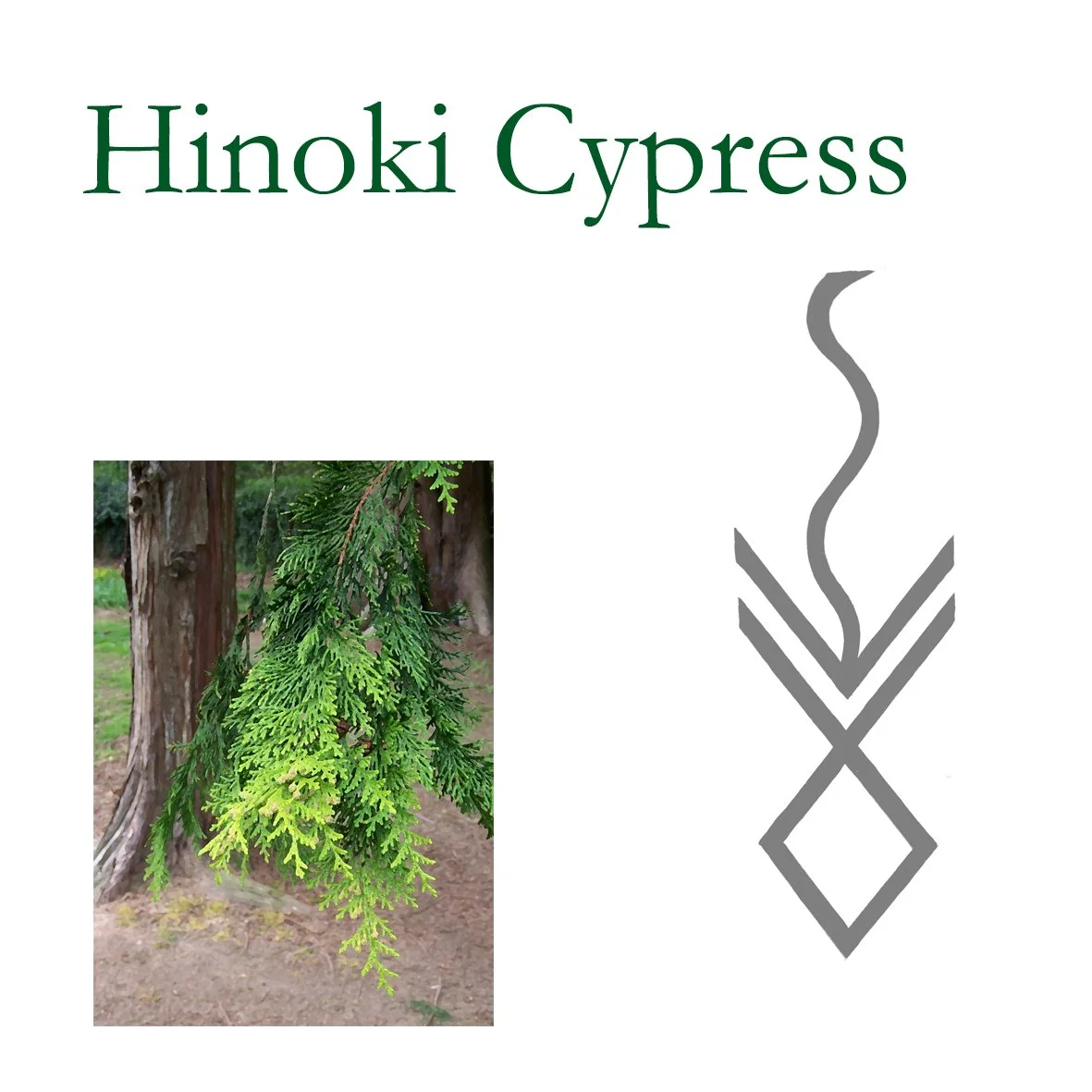 Hinoki.jpg