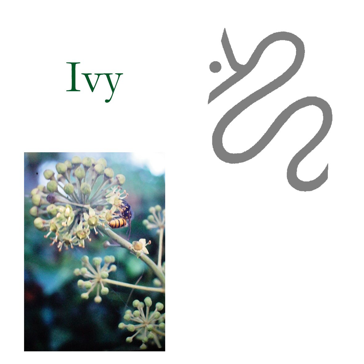 Tree Flower - Ivy