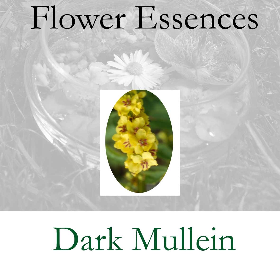 Flower Essence- Dark Mullein