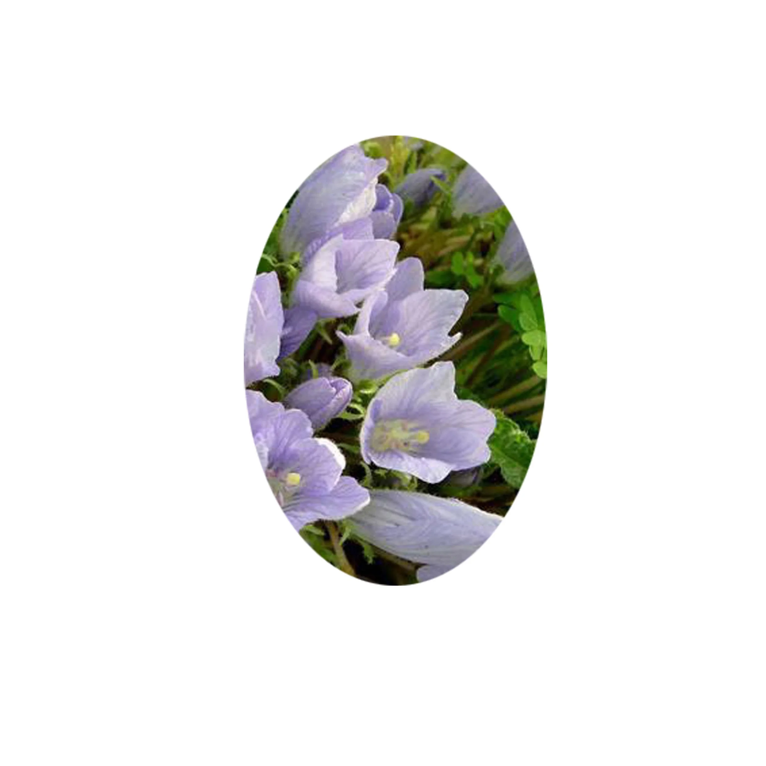 Flower Essence- Mandrake