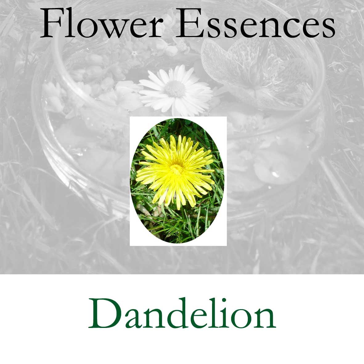 Flower Essence- Dandelion