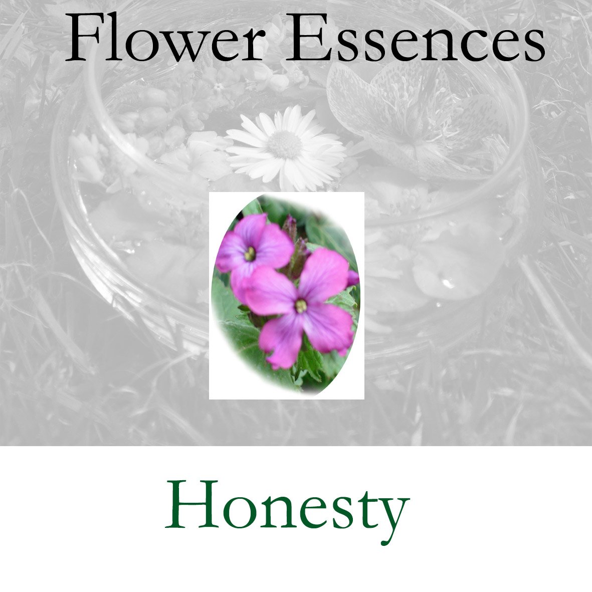 Flower Essence- Honesty