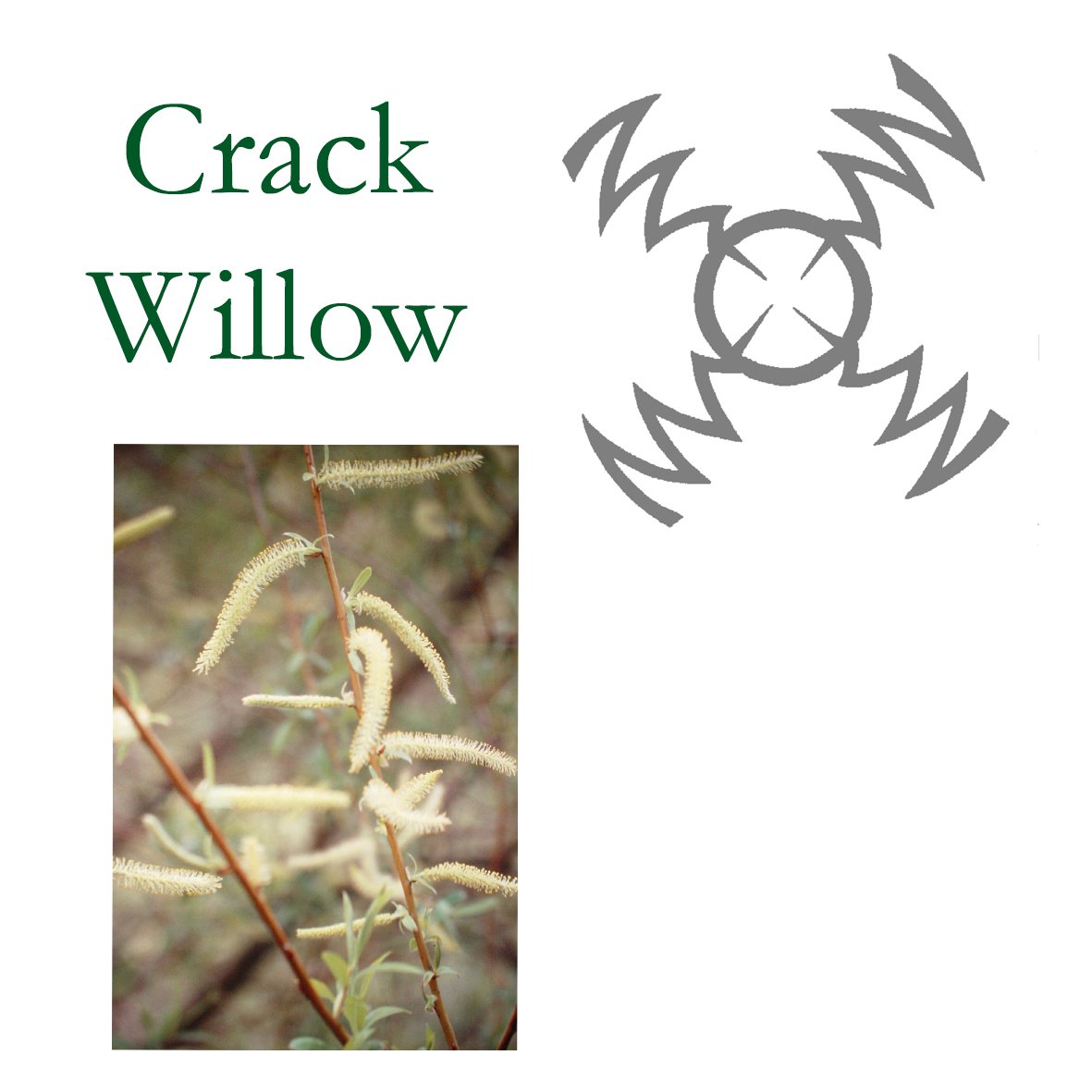 Tree Flower - Crack Willow