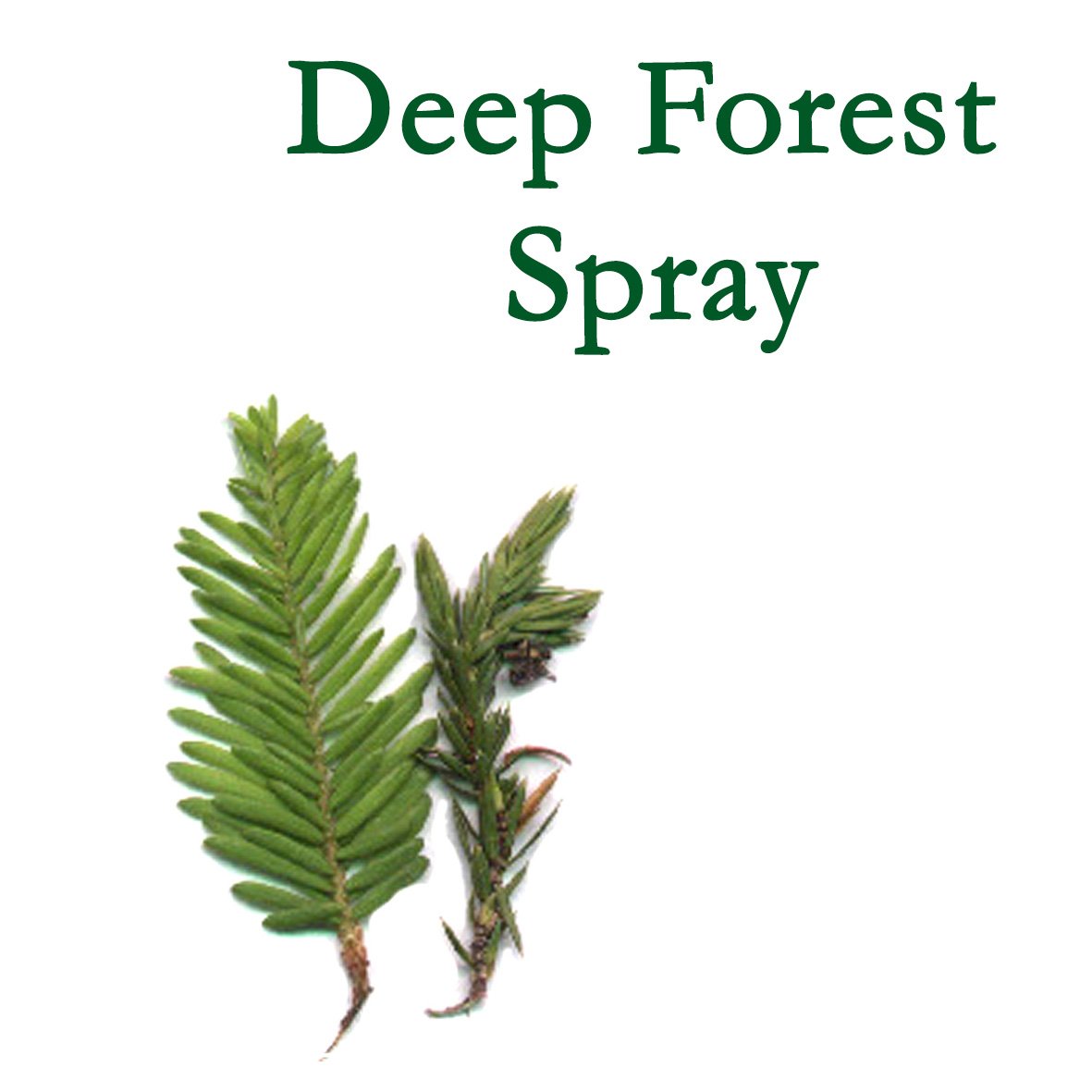 DeepForest1.jpg