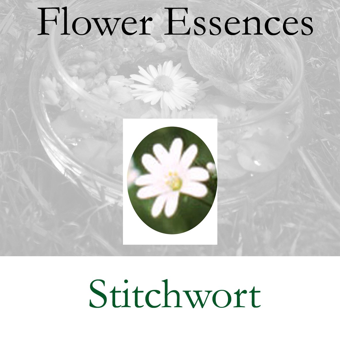 Flower Essence- Stitchwort