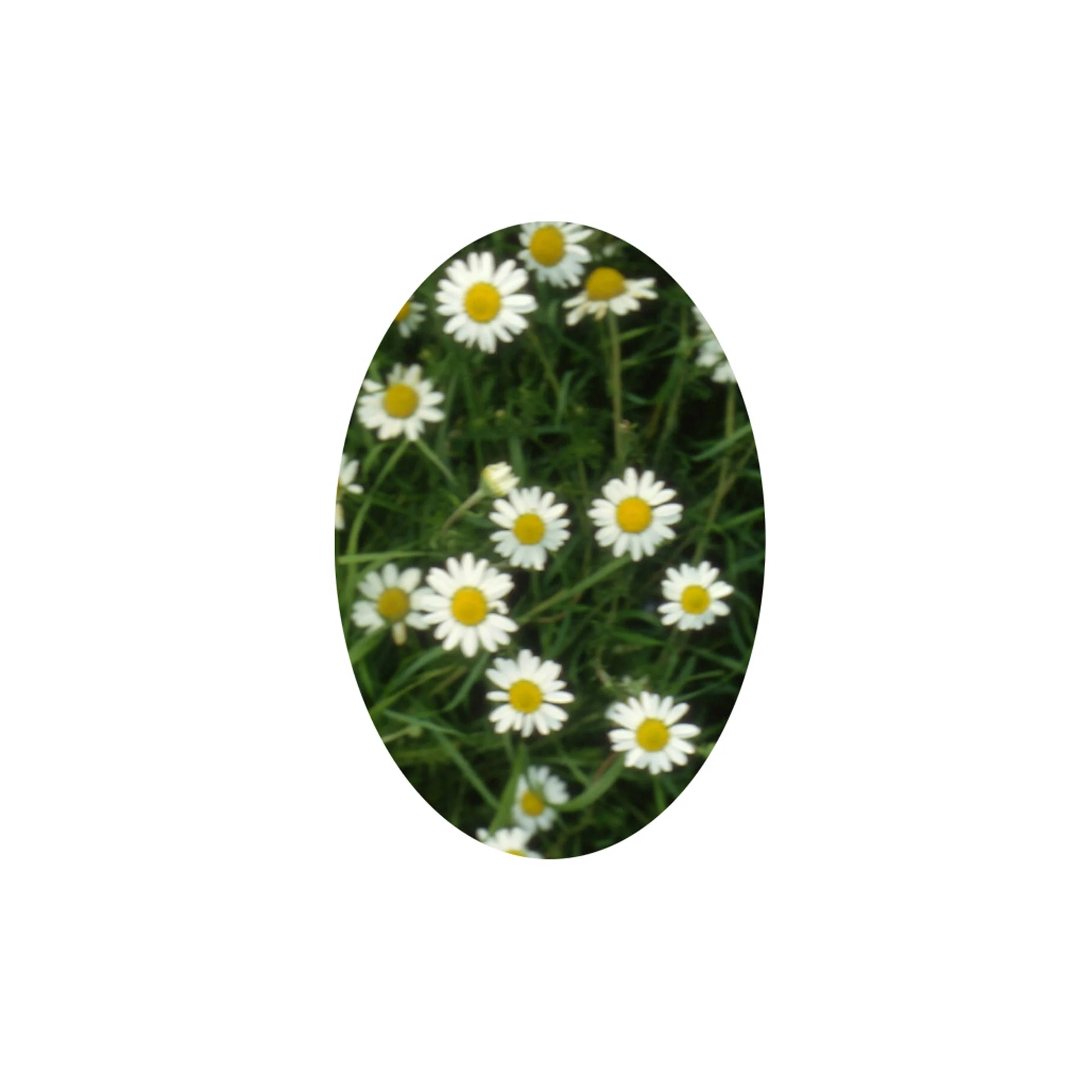 Flower Essence- Chamomile
