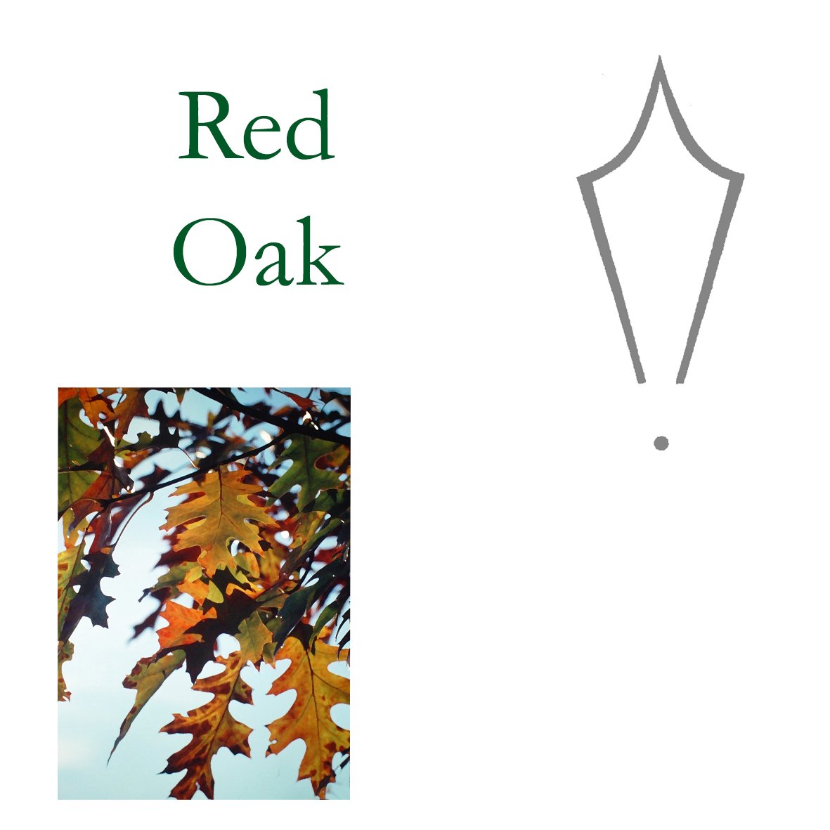 Tree Flower - Red Oak