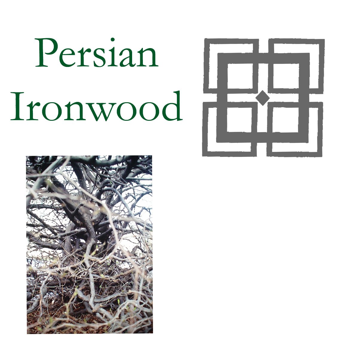 Tree Flower - Persian Ironwood