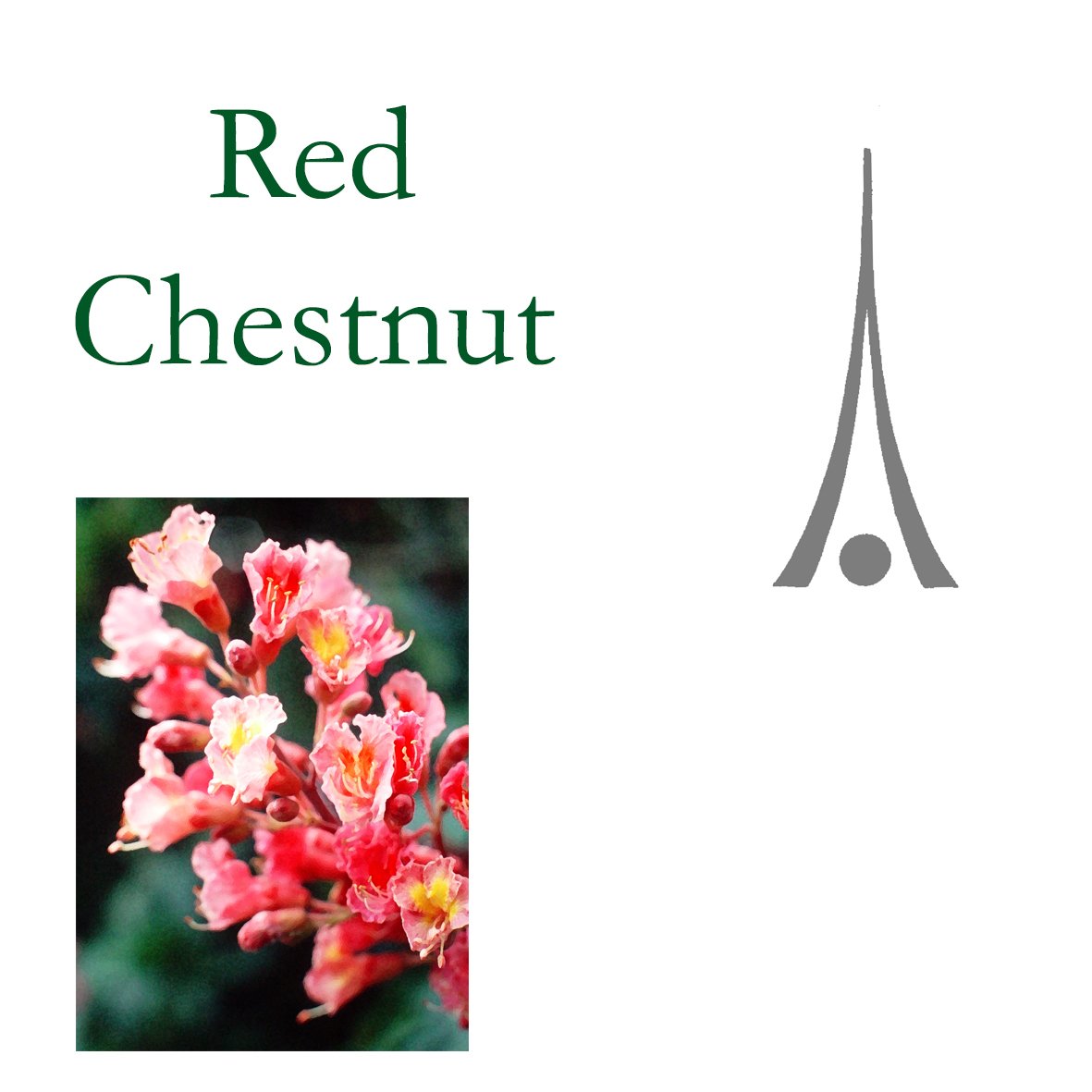 Tree Flower - Red Chestnut