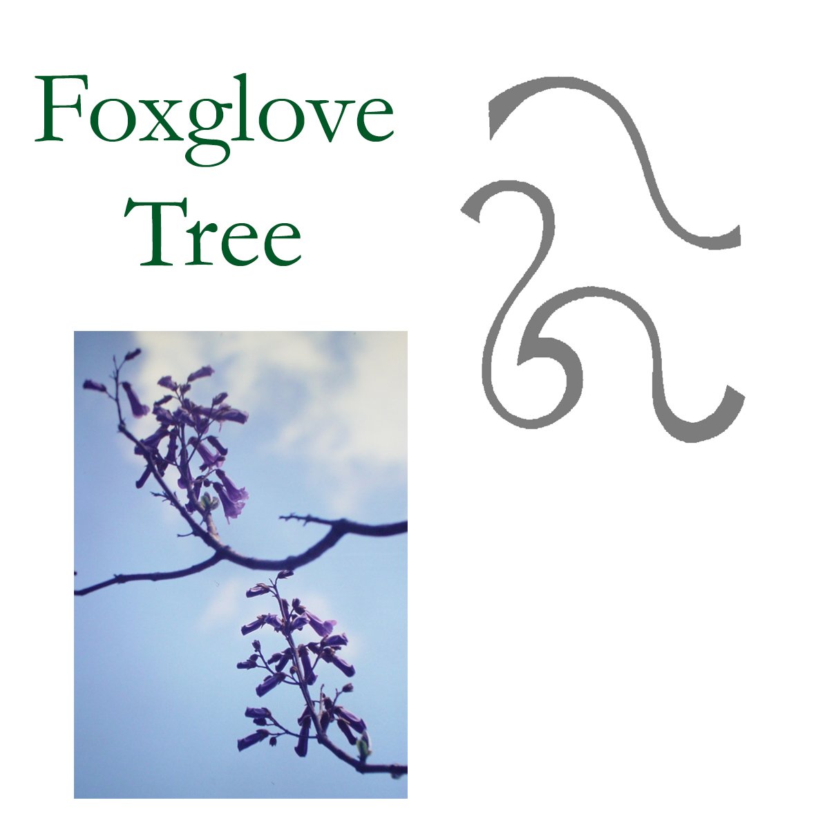 Tree Flower - Foxglove Tree