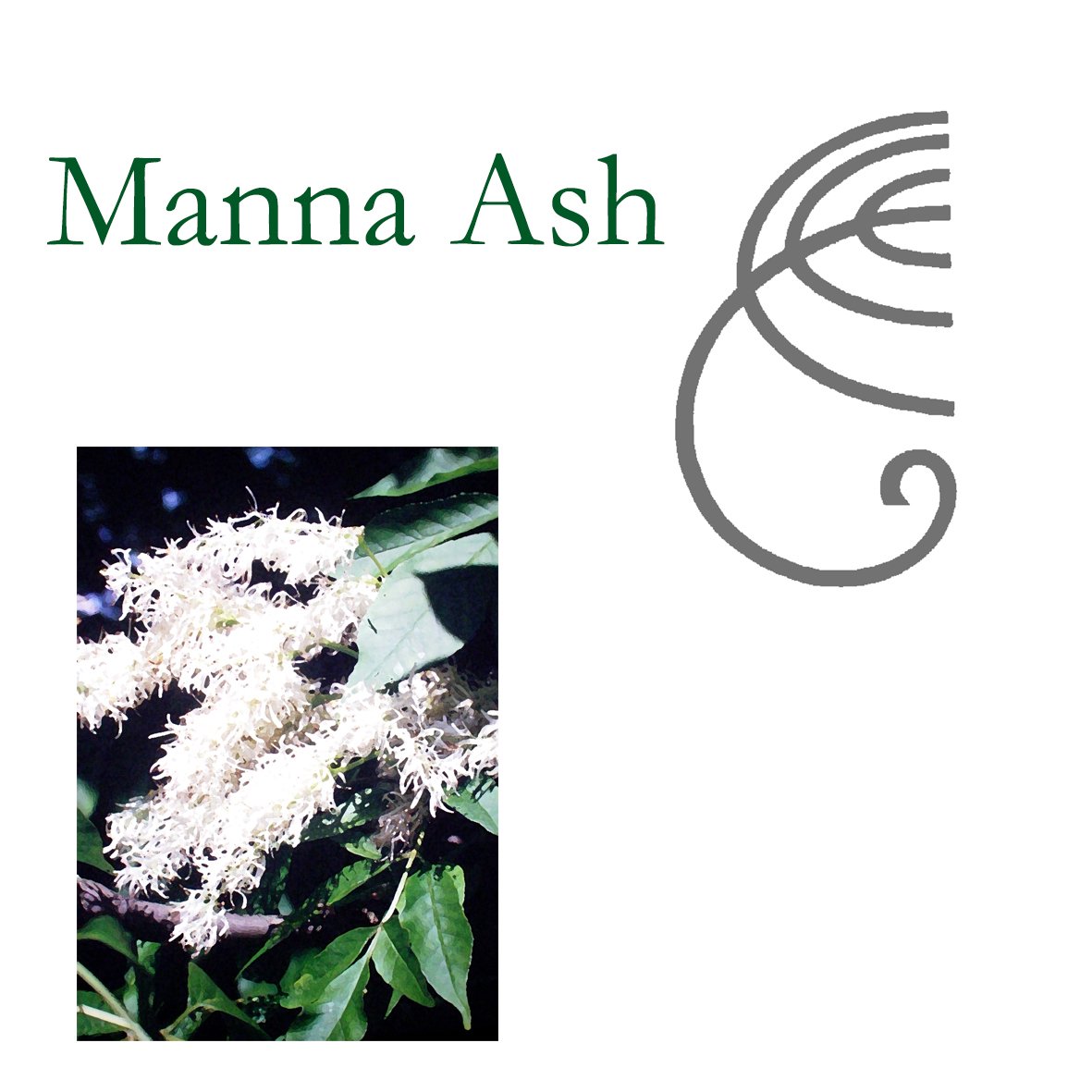 Tree Flower - Manna Ash