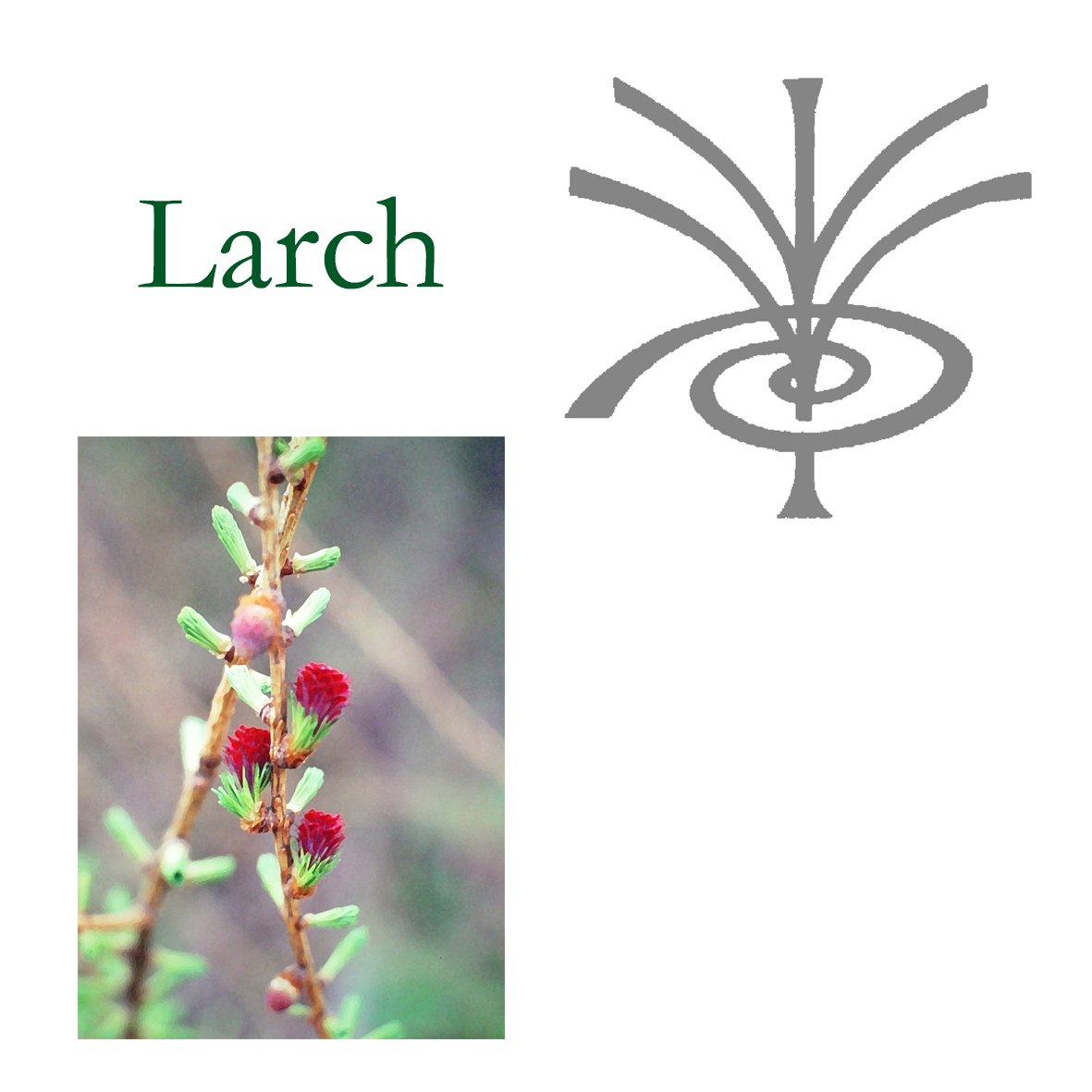 Tree Flower - Larch