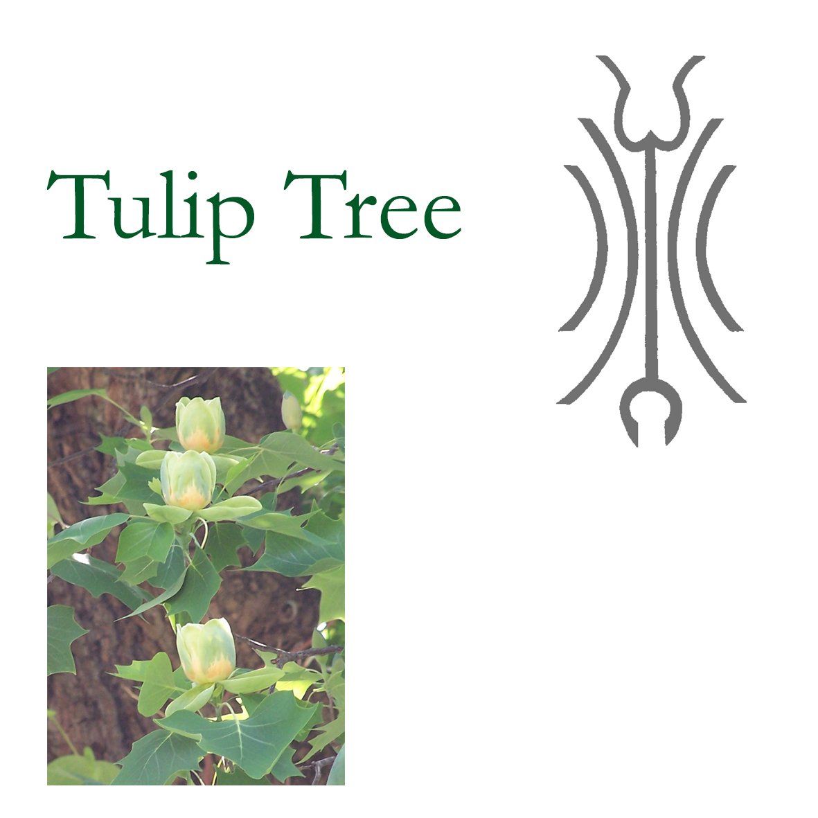 Tree Flower - Tulip Tree