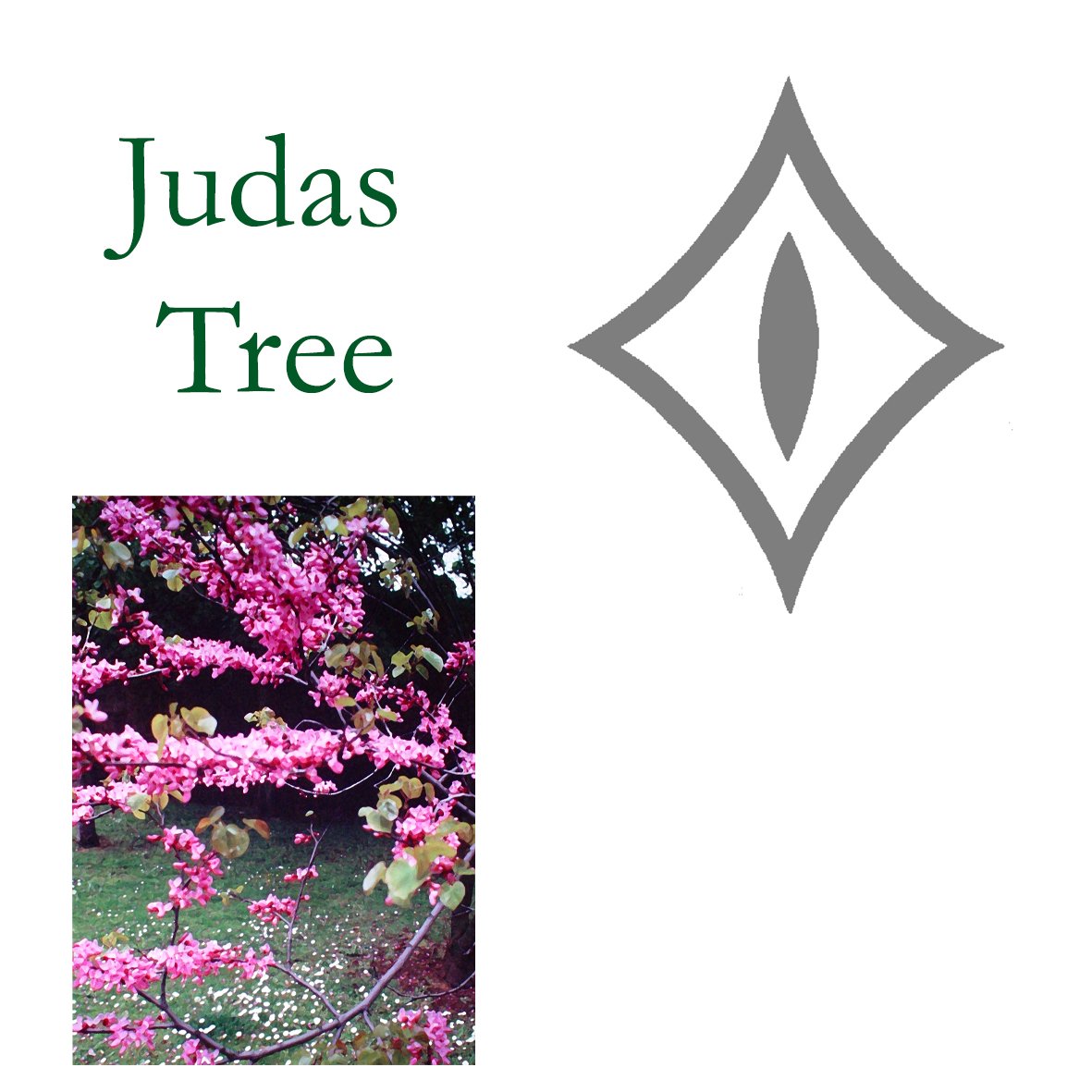 Tree Flower - Judas Tree