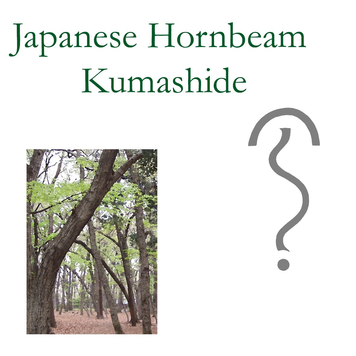 JapHornbeam.jpg