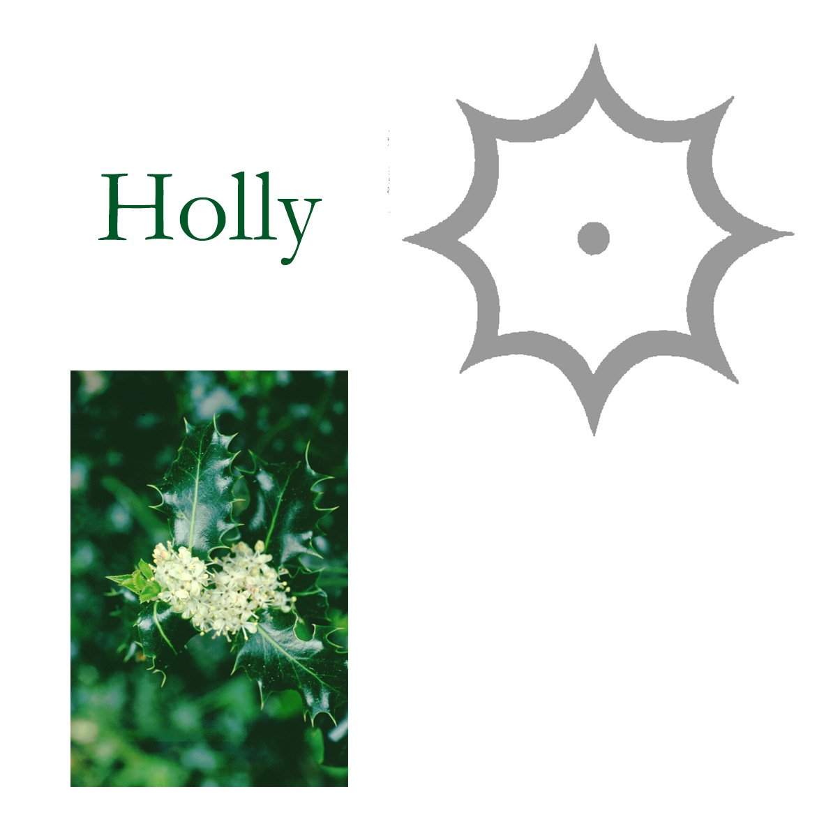 Tree Flower - Holly